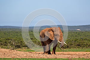 Wildlife in South Africa