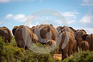 Wildlife in South Africa