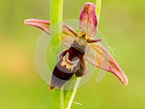 Wildlife Spider Bee Orchid