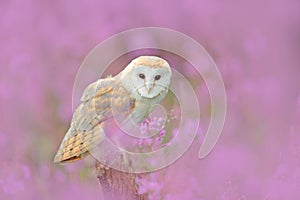 Wildlife spring art scene from nature with bird. Owl in meadow habitat. Beautiful nature scene with owl and flowers. Barn Owl in l