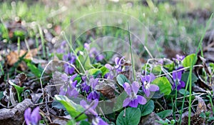 Wildlife in the spring. Blooming forest Pansy