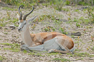 Wildlife - Springbok