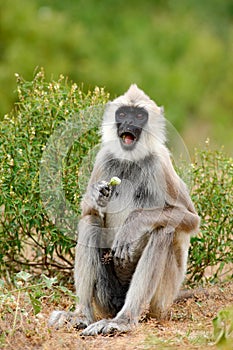 Wildlife of Sri Lanka. Animal with open muzzle. Common Langur, Semnopithecus entellus, monkey with fruit in the mouth, nature habi