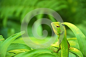 Wildlife of Sri Lanka , Green Forest Lizard , Calotes calotes portrait of exotic tropical animal