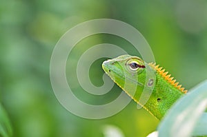 Wildlife of Sri Lanka , Green Forest Lizard , Calotes calotes portrait of exotic tropical animal