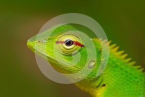 Wildlife Sri Lanka. Green Garden Lizard, Calotes calotes, detail eye portrait of exotic tropic animal in the green nature habitat,