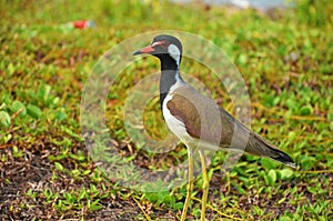 Wildlife of SriLanka , The red-wattled lapwing Vanellus indicus