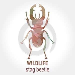 Wildlife - stag beetle