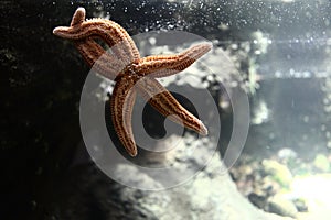 Wildlife starfish posing crossing legs at aquarium