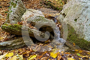 Wildlife with stones in the autumn forest. Background with copy space. The concept of solitude with nature