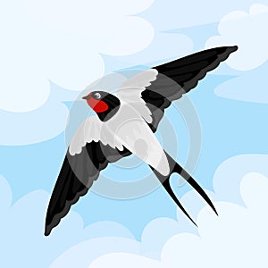 Wildlife swallow. Isolated flying swallows bird