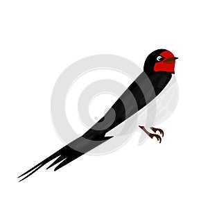 Wildlife swallow. Isolated flying swallows bird swallowing vole