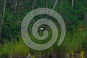 Wildlife: Swallow Tailed Kite flies over Lagoon in Jungle photo