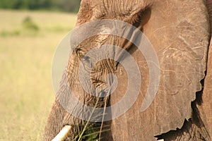 Wildlife in tanzania