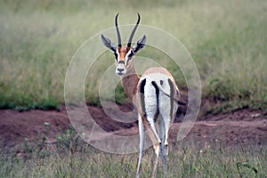 Wildlife in tanzania photo