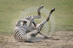 Wildlife in tanzania