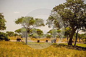 Wildlife in Tarangire National Park safari, Tanzania