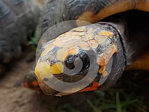 Wildlife tortoise Chelonoidis carbonaria face