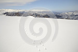 Wildlife traces in the snow