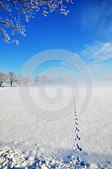 Wildlife tracks