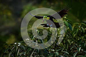 wildlife. Tropic bird fly. Flying jungle bird during rain. Keel-billed Toucan, Ramphastos sulfuratus, bird with big bill flying