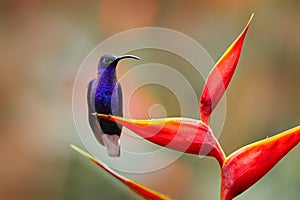 Wildlife in tropic Chiapas. Mexico. Hummingbird violet Sabrewing, big blue bird flying next to beautiful pink flower with clear