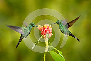 Wildlife in tropic Costa Rica. Two bird sucking nectar from pink bloom flower. Hummingbirds Green-crowned Brilliant , Heliodoxa