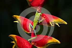Wildlife tropic. Red-eyed Tree Frog, Agalychnis callidryas, animal with big red eyes, in the nature habitat. Beautiful amphibian