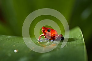 Wildlife tropic. Red-eyed Tree Frog, Agalychnis callidryas, animal with big red eyes, in the nature habitat. Beautiful amphibian