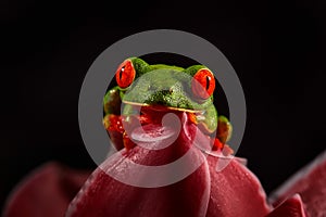 Wildlife tropic. Red-eyed Tree Frog, Agalychnis callidryas, animal with big red eyes, in the nature habitat. Beautiful amphibian