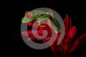 Wildlife tropic. Red-eyed Tree Frog, Agalychnis callidryas, animal with big red eyes, in the nature habitat. Beautiful amphibian