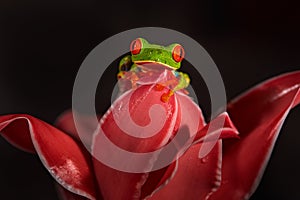 Wildlife tropic. Red-eyed Tree Frog, Agalychnis callidryas, animal with big red eyes, in the nature habitat. Beautiful amphibian