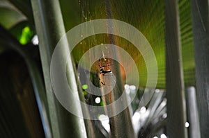 Tropical spider in the forest on the web