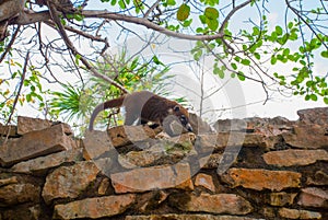 Wildlife at Tulum, the animal on the wall of the ruin. Riviera Maya, Yucatan, Mexico photo