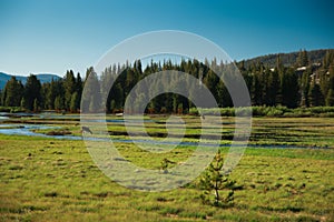 Wildlife on Tuolumne Meadows on a sunny day in Yosemite National Park, Sierra Nevada Mountains, California, USA