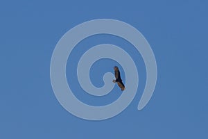 Wildlife:A Turkey Vulture flies over Lake Atitlan Guatemala