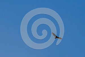 Wildlife:A Turkey Vulture flies over Lake Atitlan Guatemala