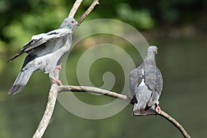 Wildlife, two Pigeons hanging out.