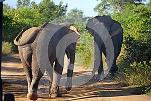 Wildlife in Udawalawe National Park in Sri Lanka