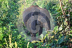Wildlife in Udawalawe National Park in Sri Lanka