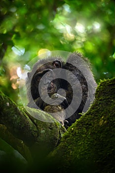 Wildlife Uganda. Chimpanzee, Pan troglodytes, on the tree in Kibale National Park, Uganda, dark forest. Black monkey in the nature