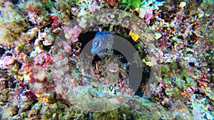 Wildlife undersea - moray eel in a colourfull reef