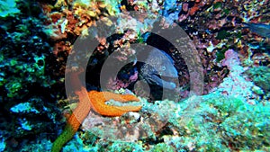 Wildlife undersea - Moray eel and a sea star in a colourfull reef