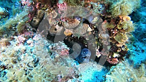 Wildlife underwater - Moray eel and a hermit crab in a reef - Suba diving in the Mediterranean sea