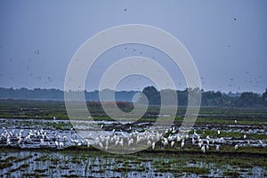 Wildlife with unique love with camera