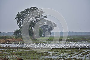 Wildlife with unique love with camera