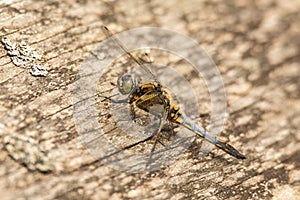 Wildlife of Vejlerne Nature Reserve