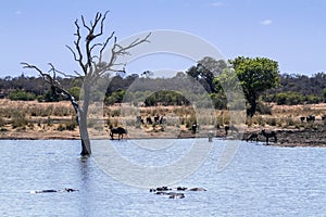 Wildlife and veld landscape in Kruger National park