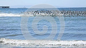 Wildlife at Venice Beach closed for corona