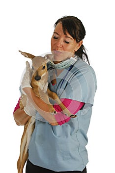 Wildlife veterinary care